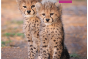 Programa Bilíngue 2026 - iPlan 1 - 1º ano E.F