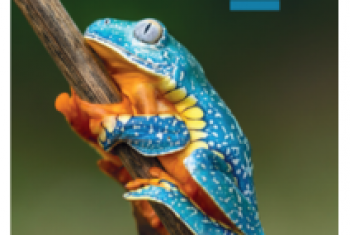 Programa Bilíngue 2026 - iPlan 2 - 2º ano E.F