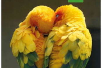 Programa Bilíngue 2026 - iPlan 3 - 3º ano E.F