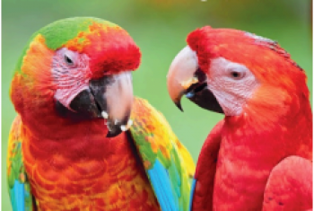 Programa Bilíngue 2026 -iGrow 5 - 5º ano E.F